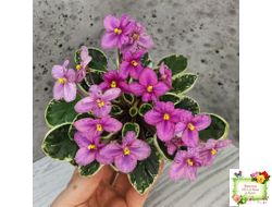 Mac's Coral Clackamas (G.McDonald) (стартер)