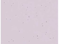 50234 Lilac Sphera Energetic коллекция яркого гомогенного линолеума Forbo купить с доставкой