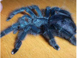 Avicularia geroldi