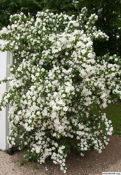 Чубушник Манто д'Эрмин