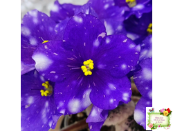 Rivermist Galaxy (J.Baker) (10973) 04/13/2018