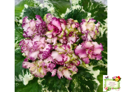 АВ-Буря Эмоций (Фиалковод) 2020 г.