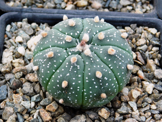 Astrophytum AS cv.KIKKO (1031) - 10 семян