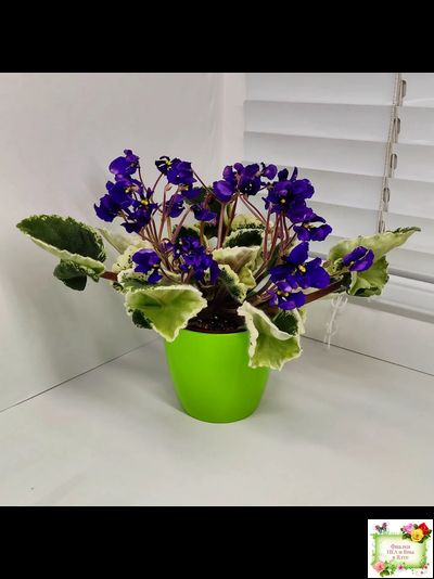 DS-Brian (Dimetris) 2014 г. (пестролистная бастл-листва)