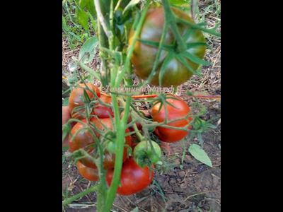 Томат Шоколадная амазонка (Amazon Chocolate, США)