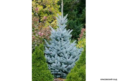 Ель колючая Глаука - фото на участке - красовский-сад.рф