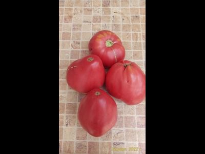 Томат Сердце Луиджи (Cuore di bue Luigi) Италия