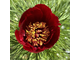 Paeonia tenuifolia ф.25