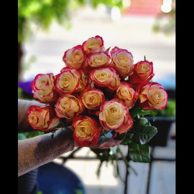 Роза Эквадор 70 см 15 шт