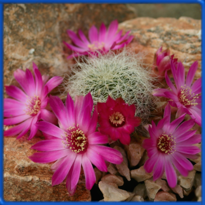 Sulcorebutia gerosenilis KK 2005