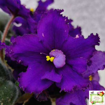 РМ-Черный Оникс (Н. Скорнякова) 2023 г.