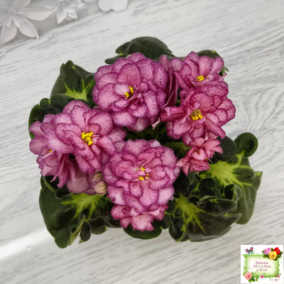 ЛФ-Мраморный Пион (Л. Федосеева)