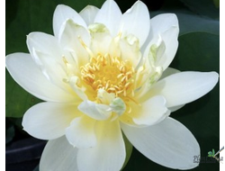 Лотос Джин Хи Хуан