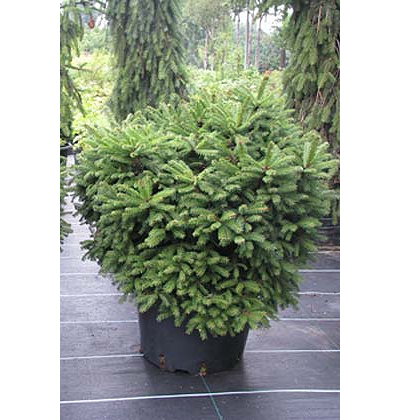 Ель обыкновенная Barryi