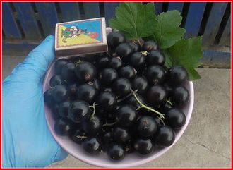 Литвиновская
