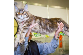 Волгоградский питомник Мейн кунов GangsterCat. Сайт: www.gangstercat.ru Тел: +7 (917) 335-09-66 (WhatsApp, Viber, Telegram), Татьяна.