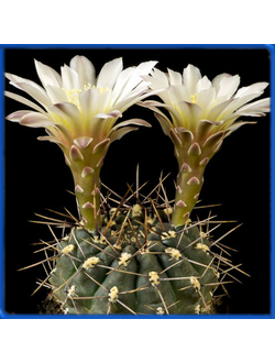 Gymnocalycium borthii BO 89