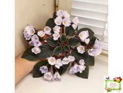Rob's Pewter Bells (R. Robinson)