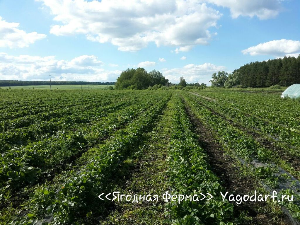 Саженцы малина в челнах. ca2830ecb01da09874bf5af5939a72d977cb9684. Саженцы малина в челнах фото. Саженцы малина в челнах-ca2830ecb01da09874bf5af5939a72d977cb9684. картинка Саженцы малина в челнах. картинка ca2830ecb01da09874bf5af5939a72d977cb9684. Сорт: летний, раннего растянутого созревания