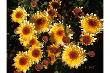 PUMA CREAM.
Интродукция НБС-ННЦ