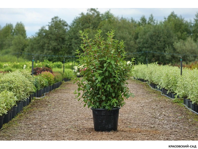 Вейгелла Розеа - Weigela Rosea