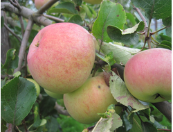 Спасское (яблоня)