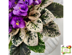 Grog (H.Pittman) (пасынок укоренённый)