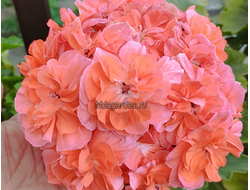 Пеларгония ЮВ Феникс