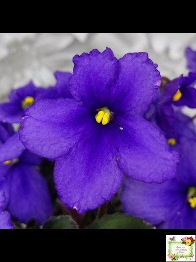 LV-БИГ (Л. Шевелева) 2024 г. трейлер (пасынок сорт посажен 15.08.25)