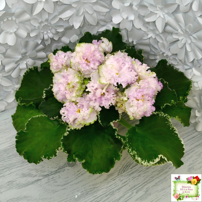 АВ-Богатая Невеста (Фиалковод) 2020 г.