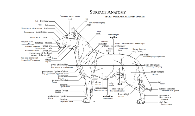 Анатомия собаки