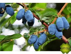 Жимолость "Славянка" (высокая урожайность)