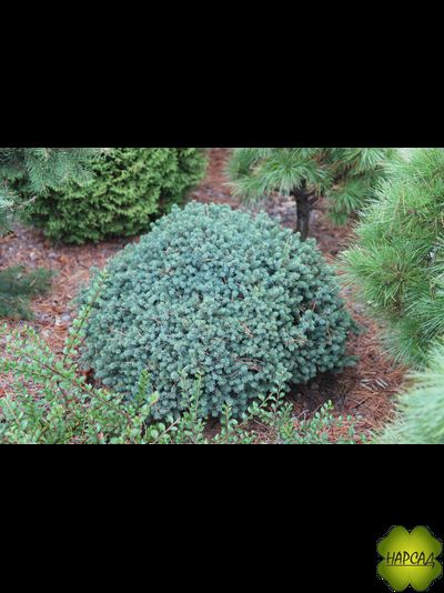 Ель СИЗАЯ карликовая подушковидная "ЭХИНИФОРМИС" (саженец 20х30 см)