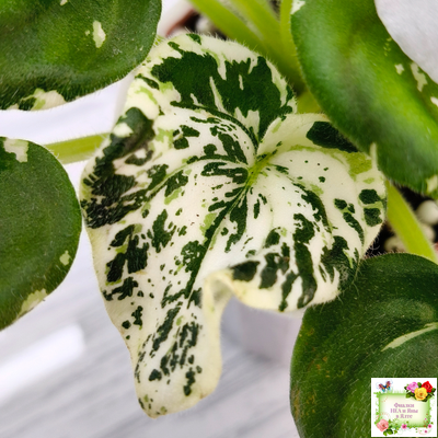 LV-Зюзя (Л. Шевелева) 2025 г. трейлер (клакамас пестролистный)