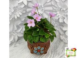 Frosted Fantasy (C.Sotkiewicz) трейлер (детка)