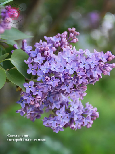 Силиконовый молд "Бутоны сирени"