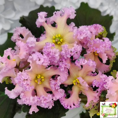 РМ-Оранжевое Лето (Н. Скорнякова) 2022 г. (детка)