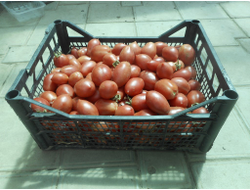 Томат Колокола России