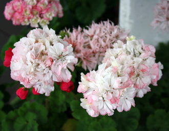 Jip's Rosy Glow - пеларгония миниатюрная зональная - описание сорта, фото - купить черенок в Перми