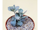 Kalanchoe Rhombopilosa - Каланхоэ ромбопилоза, Каланхоэ ромболистное