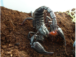 Heterometrus longimanus