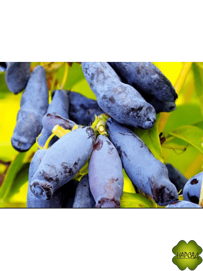 Жимолость &quot;СТРЕЖЕВЧАНКА&quot; (КРУПНАЯ, устойчива к осыпанию, саженец 1 год)