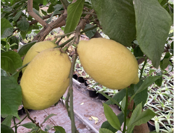 Лимон Лисбон