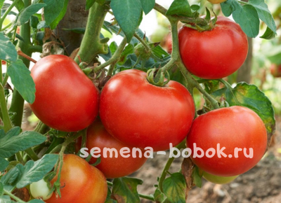 Томат Андромеда F1, 10 шт