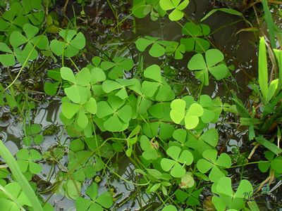MARSILEA CRENATA/ МАРСИЛИЯ КРЕНАТА (меристемная)