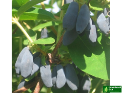 Жимолость "Бакчарская юбилейная"