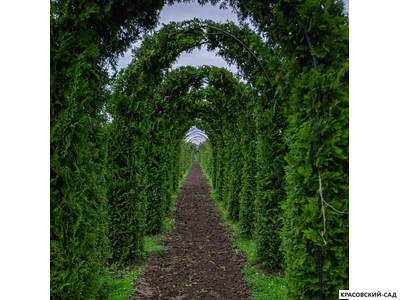 Арка из туи Брабант - Brabant