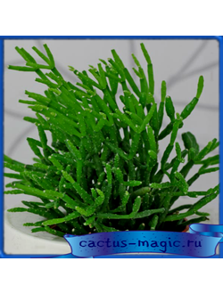 Rhipsalis cereuscula