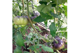 сорт Голубая красота, 14 июля
