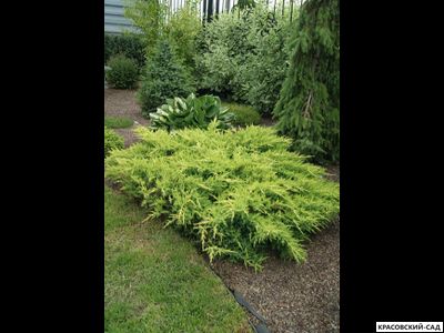 Можжевельник Голдкиссен - Gold Kissen